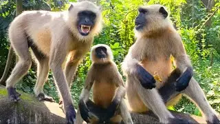 hanuman panchatantra | infobells monkey videos