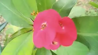 Bonita  fruta 