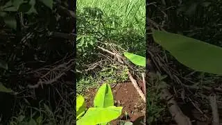 African village/smart mixed farming