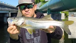 Miami Snook Fishing in Cold Weather