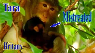 MILLION PITY BABY BRITTANY GOT HARD MISTREATED BY NASTY MONKEY TARA WITHOUT HELP BY MOM BRINN