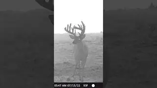FUTURE 200&rdquo; Iowa Giant? 😳 #shorts #iowa #deer #hunter #bowmararchery #bowmarbowhunting