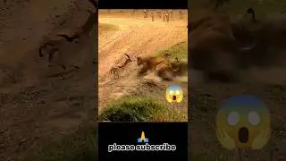 lion trying to catch deer #animals #wildlife #shorts #viral