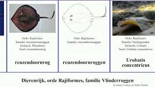 Dierenrijk, orde Rajiformes, familie Vlinderroggen animal maculatus jamaicensis chilensis Urobatis