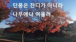 양잔디와 한국잔디의 혼용은 골프장의 편의. 설악썬밸리cc 밸리 코스를 사진과 영상으로 담은 냉혹한 후기 | 2025년 11월 12일