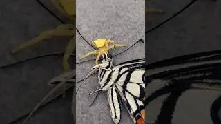 I bet you have never seen this before || spider vs butterfly #shorts