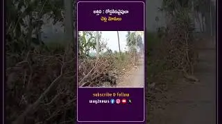 రోడ్లకిరువైపులా చెట్ల మోడులు | West Godavari | Andhra Pradesh | Way2news Telugu