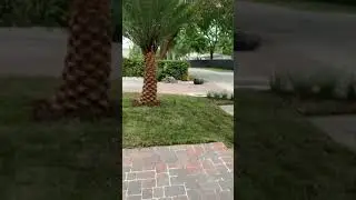 Clean Modern Florida Landscaping !!! Low maintenance