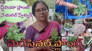 medicinal plants in Grama bharati mulam Santa ||Vibhavali nature