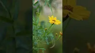 Beautiful yellow flower with relaxing sound🌼.