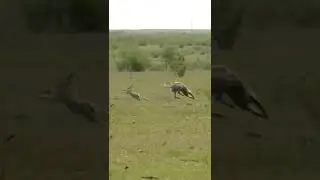 chasing rabbits my greyhound