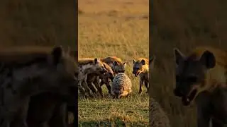 Hyenas Learn a Painful Lesson🦔😱 #wildlife #aivlog #animals