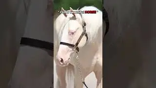 POV: You Just Saw the Most Beautiful Horse Ever ( Watch till the end ) #fyp #viralvideo #horse
