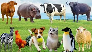🎵 Đại Nhạc Hội Muôn Loài – Gà, Bò, Chó & Mèo 