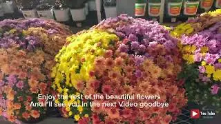 Prettiest Exclusive flowers! #fypシ゚viral #viralvideo #prettyflowers #garden #nature