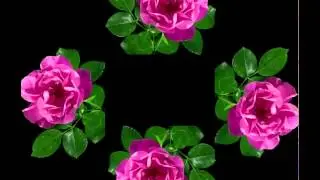 Holographic Pyramid | Rose Flower for Holographic Pyramid
