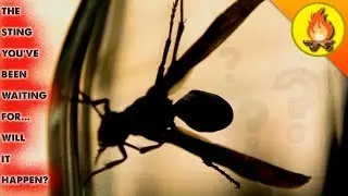 The BIG Sting...Will It Happen?