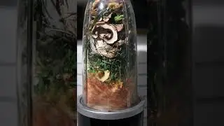 Vegetable Stock Powder with a Dehydrator #dehydration #kitchen #recipe