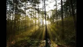 Primeval Forest Relaxing Nature | Audio Libre Library