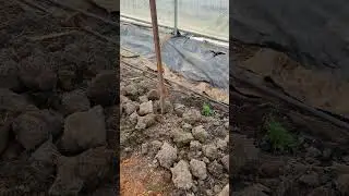 Fungal vs Bacterial Soil