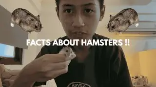 Facts about hamster