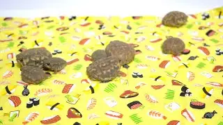 Rain frog family all together☺️