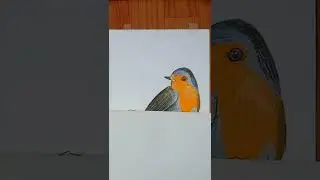 Robin Bird Drawing || #shorts 😊