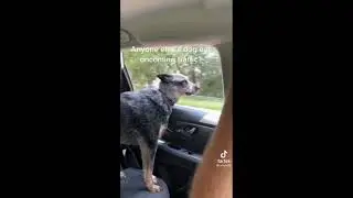 Animals Being Jerks | #shorts | r/animalsbeingjerks
