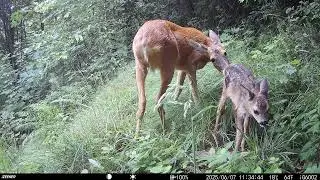 baby roe deer, piccolo di capriolo izeeker ig600  #wildlife #trailcamera #nature