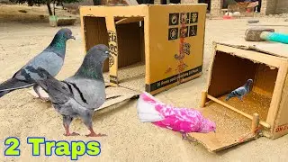 Birds Catching Easy Trap | How To Make Pigeon Trap | @qbtraps 