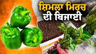 NOVEMBER Planting Guide! 🌱 Growing Capsicum/Bell Pepper in Pots | Winter Garden Planting