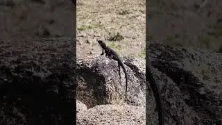 Lizard sun bathing on rock | Pure Raw Nature #wildlife #rawnature #lizard #lizards #sunbathing