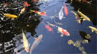 Relaxing Koi Pond | Koi Fish Swimming Slowly in Winter
