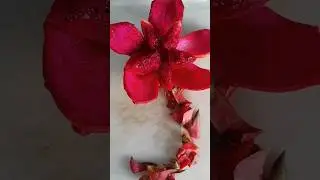 Unique fruit plate decoration for event #Shorts #Fruit #EventIdeas