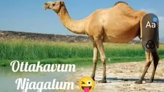 How to make Camel meat curry🤷🤷|kerala style|Sharjah camel|mallu boys