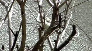 Japanese Tit
