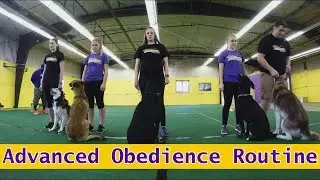 Advanced Obedience Routine