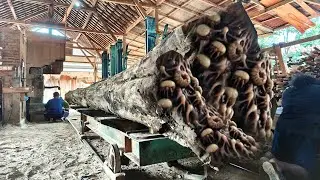 Semua Orang Mengira Kayu Busuk Ini Sudah Mati! Sampai Ditemukan Harta Karun Didalam Kayu