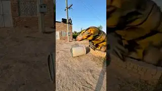 Komodo dragon larkay ko utha kr ly gaye #shorts #pets