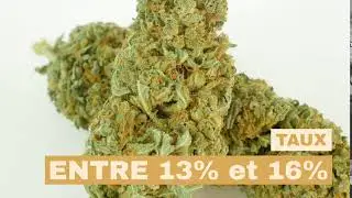 REMEDY CBD by GreenOwl