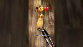 😩🎀don&rsquo;t look at audio #vikifer #music #explore #meme #funny #dog  #wgitachi #vikramsarkar