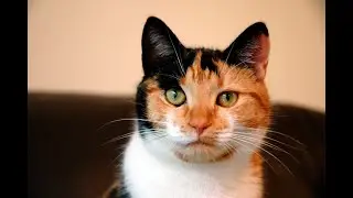 Catlympics: My Cat Displays Incredible Athleticism