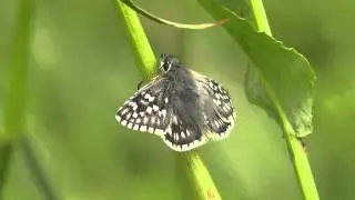 Safflower Skipper