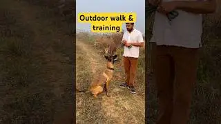 No Leash, No Fear 🐅 Belgian Malinois Countryside Walk Training