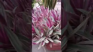Abacaxi roxo tradescntia