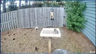 WIlmington NC Live Bird Feeder Camera