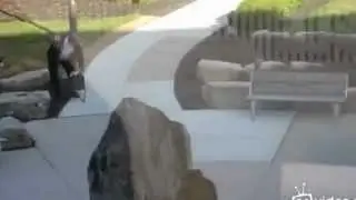Goose attacks man