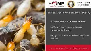 Professional Termite Treatment Service in Sydney