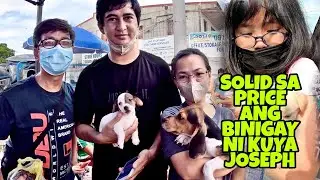 GROTTO: ELEVEN THOUSAND DALAWANG PUPPIES NA | BEAGLE  & JACK RUSSEL | LOWEST PRICE IN THE MARKET