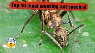 Top 10 most AMAZING ant species of ALL TIME!